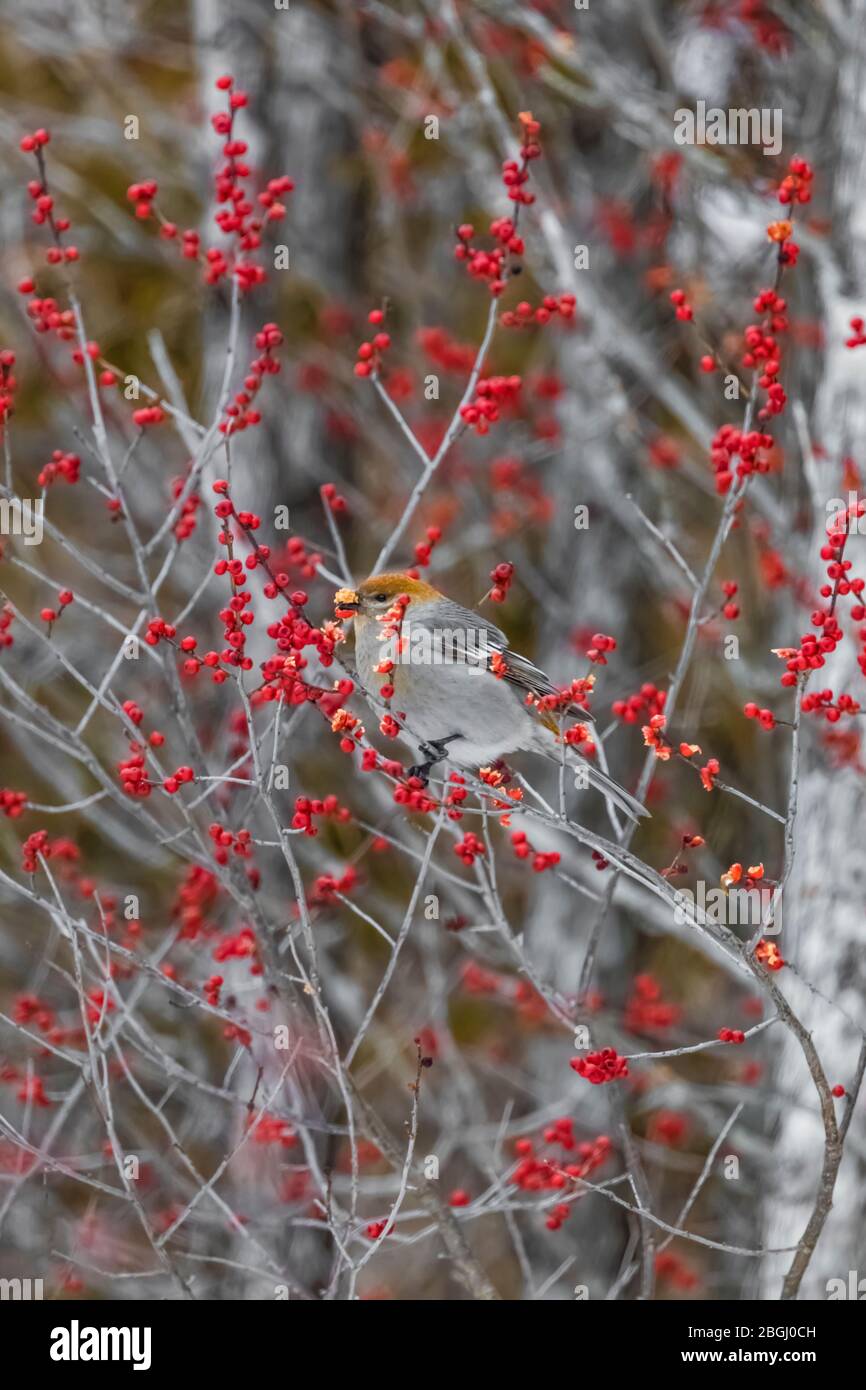 Femmina Pine Grobeak, enucleator Pinicola, alimentazione su Winterberry, Ilex verticillata, con i semi attaccati al suo conto, in un cedro bianco del nord Foto Stock