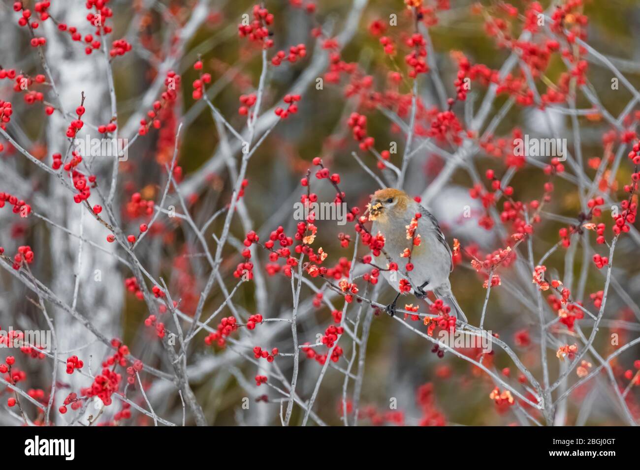 Femmina Pine Grobeak, enucleator Pinicola, alimentazione su Winterberry, Ilex verticillata, con i semi attaccati al suo conto, in un cedro bianco del nord Foto Stock