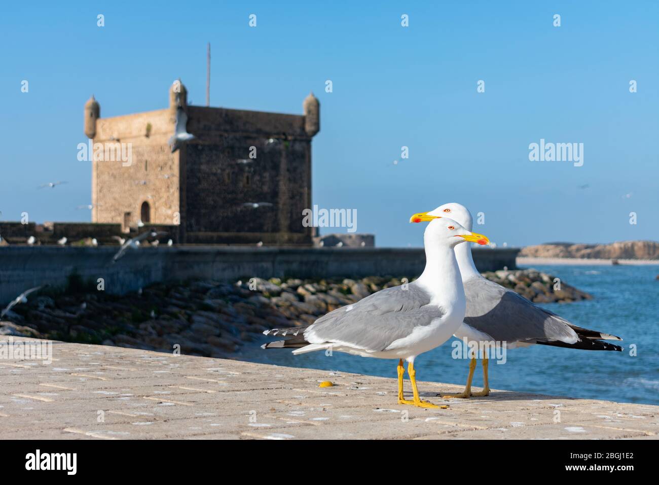 Due gabbiani di fronte a Sqala du Port d'Essaouira in Essaouira Marocco Foto Stock