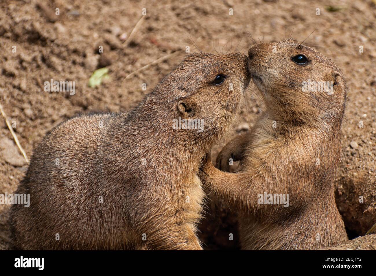 Due cani da prato dalla coda nera nel loro burrow Foto Stock