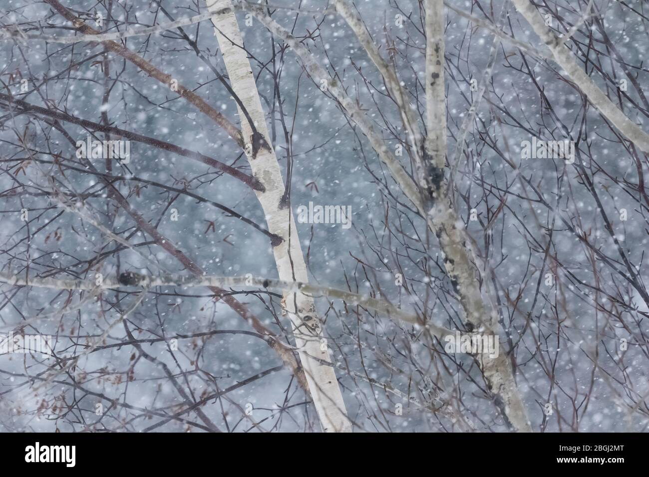 Neve che cade su carta Birches, Betula papyrifera, in una giornata invernale vicino a Whitefish Point nella penisola superiore, Michigan, Stati Uniti Foto Stock