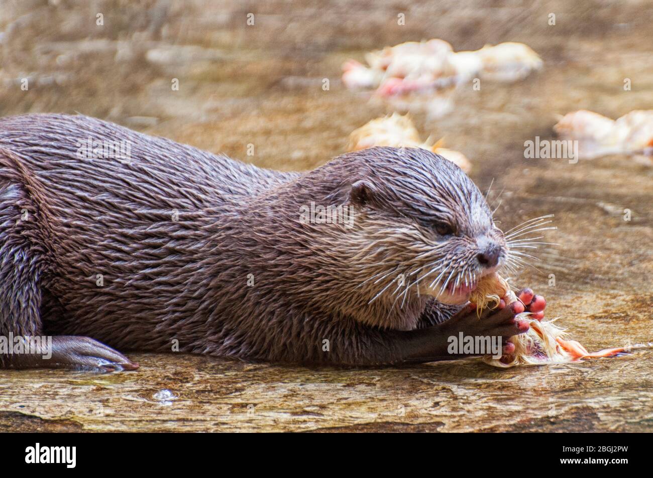 Una lontra pigmica mangia la sua preda Foto Stock