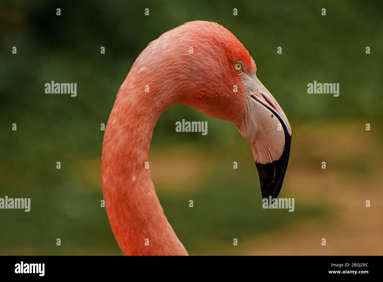 Primo piano della testa di un fenicottero rosa Foto Stock