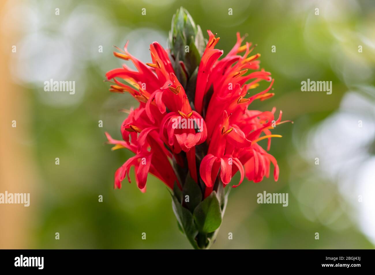 Primo piano di un fiore di guardia cardinale (pachistachys coccinea) Foto Stock