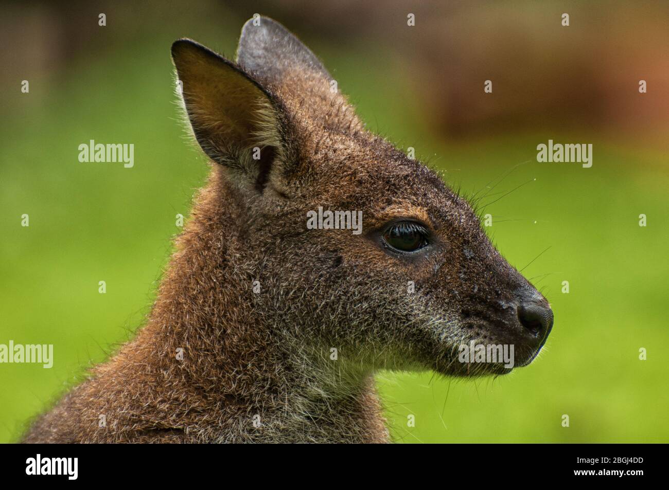 Primo piano della testa di un canguro Bennett Foto Stock