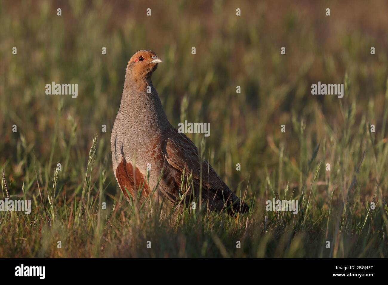 Territorio di detenzione di Gray Partridge a Cley Marshes NWT Foto Stock