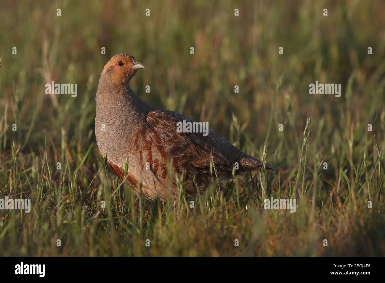 Territorio di detenzione di Gray Partridge a Cley Marshes NWT Foto Stock