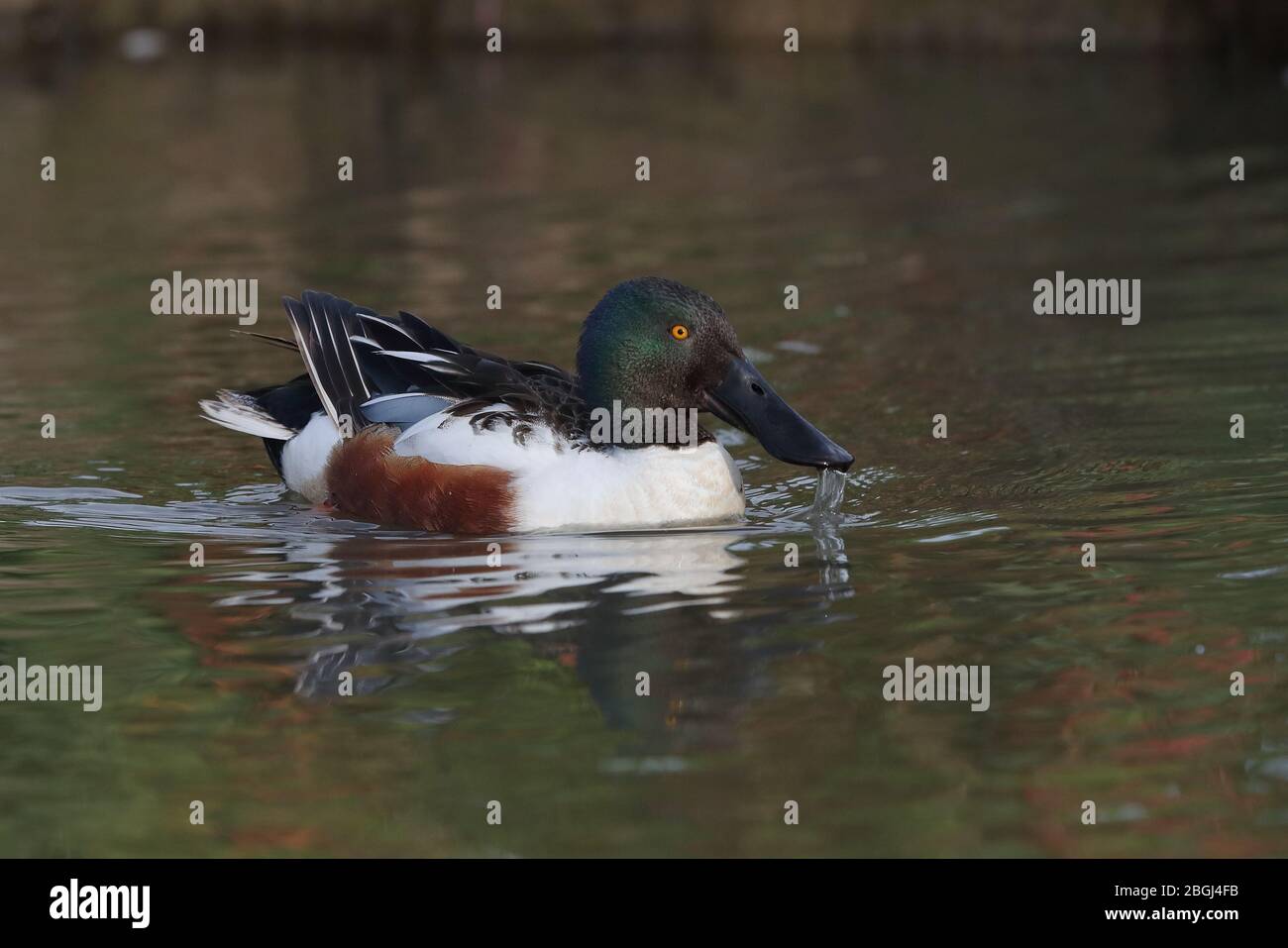 Drake Northern Shoveler per adulti Foto Stock