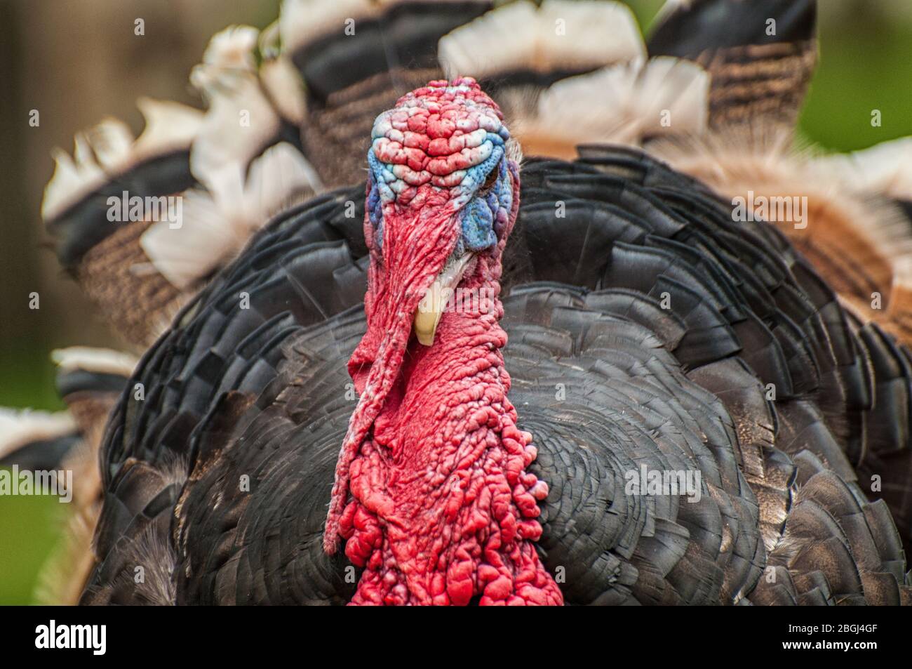 Primo piano del capo di una turchia interna Foto Stock