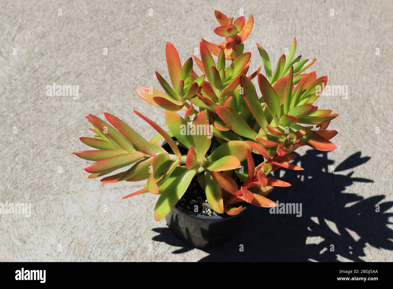 Crassula Capitella Campfire succulente Foto Stock