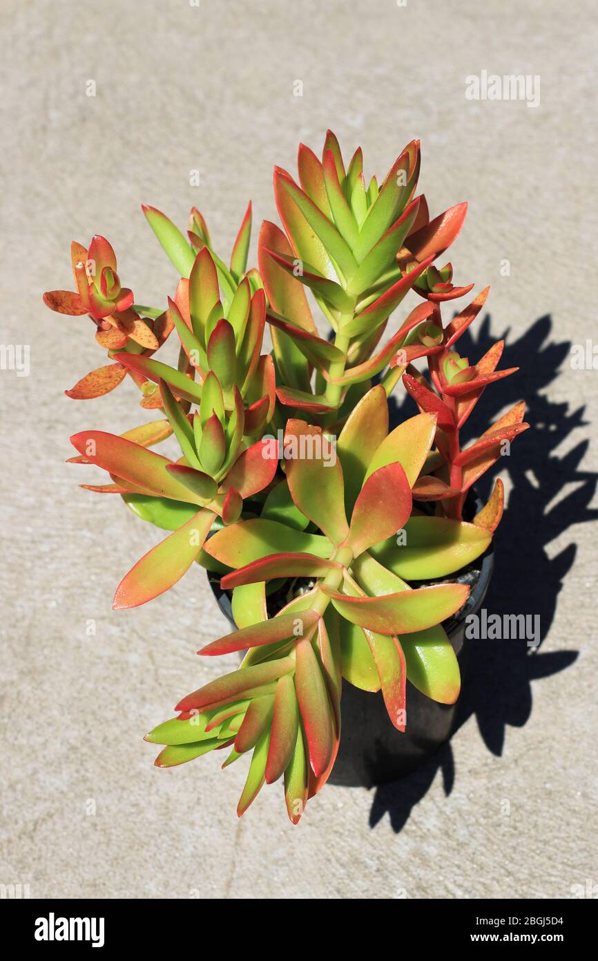 Crassula Capitella Campfire succulente Foto Stock