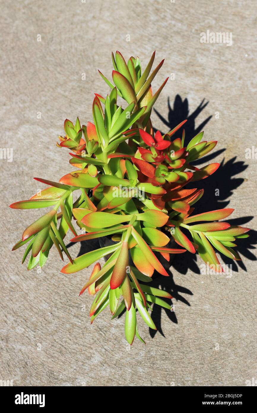 Crassula Capitella Campfire succulente Foto Stock