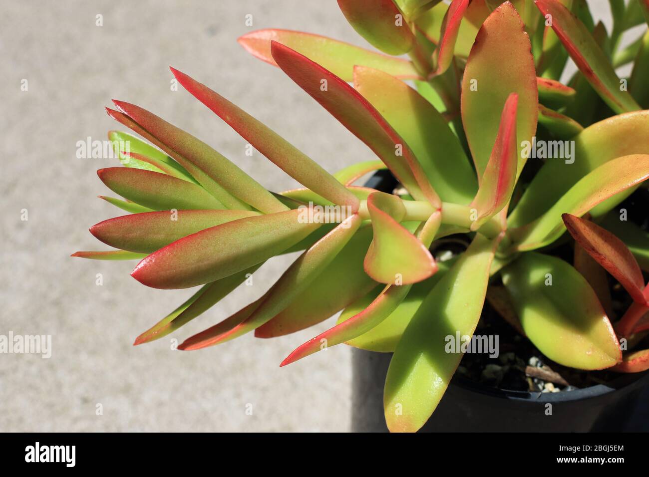 Crassula Capitella Campfire succulente Foto Stock