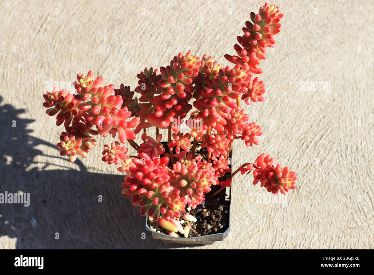 Sedum rubrotintum o Sedum × rubrotintum o anche noto come la pianta dei fagioli di gelatina Foto Stock