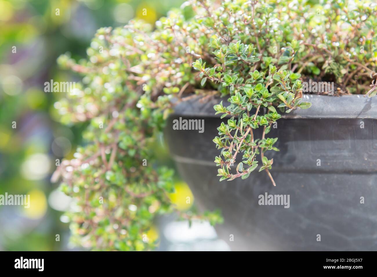 Primo piano di timo culinario pianta crescere in grande vaso di fiori in giardino contenitore Foto Stock