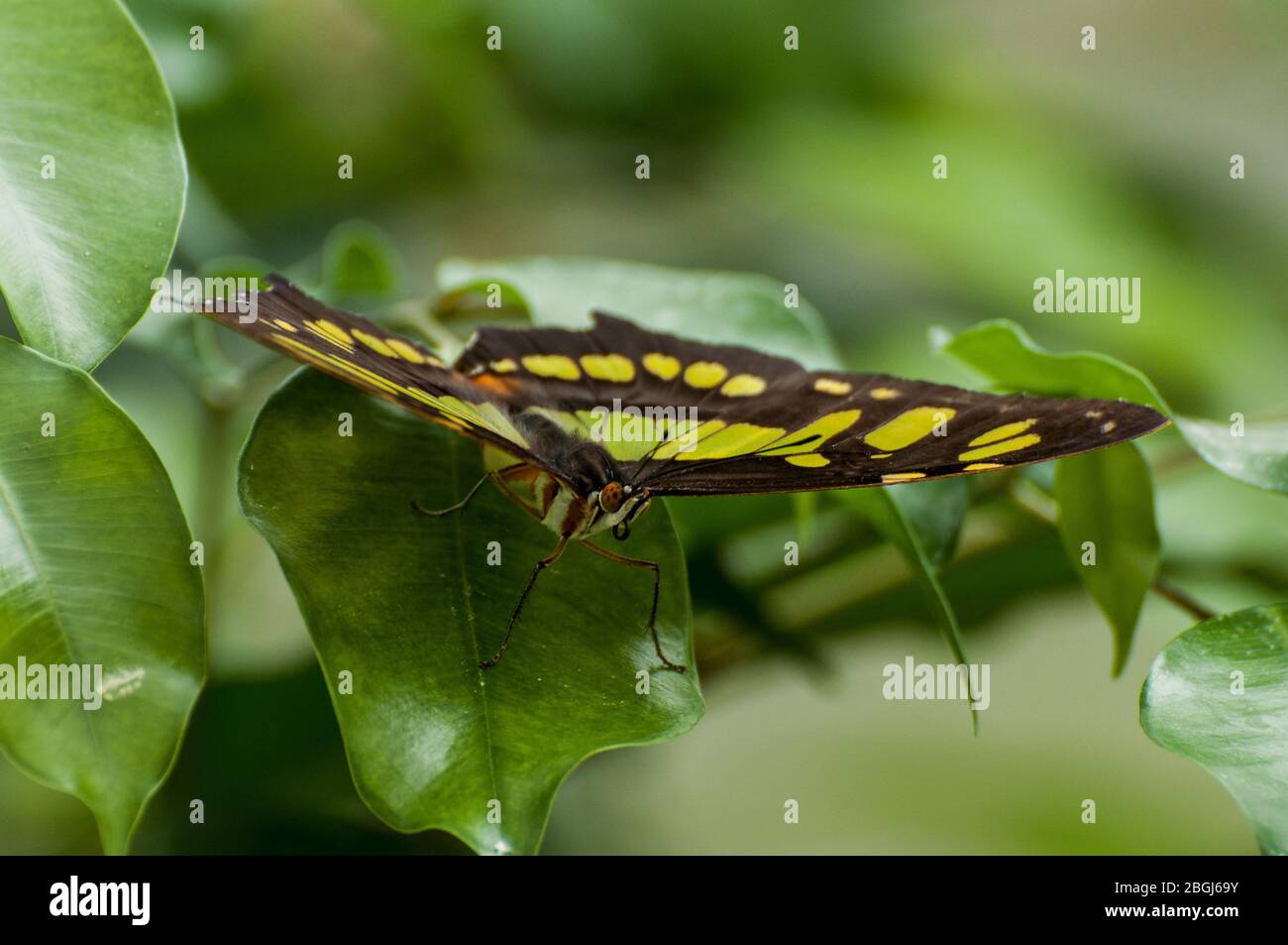 Una farfalla malachite siede su una foglia Foto Stock