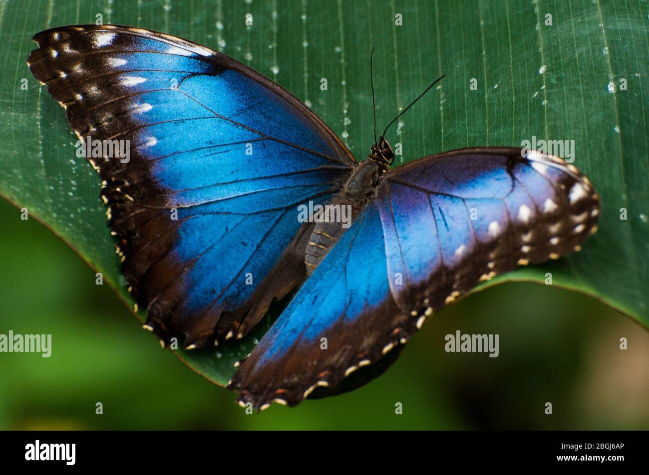 Una farfalla morfo blu si trova su una foglia Foto Stock