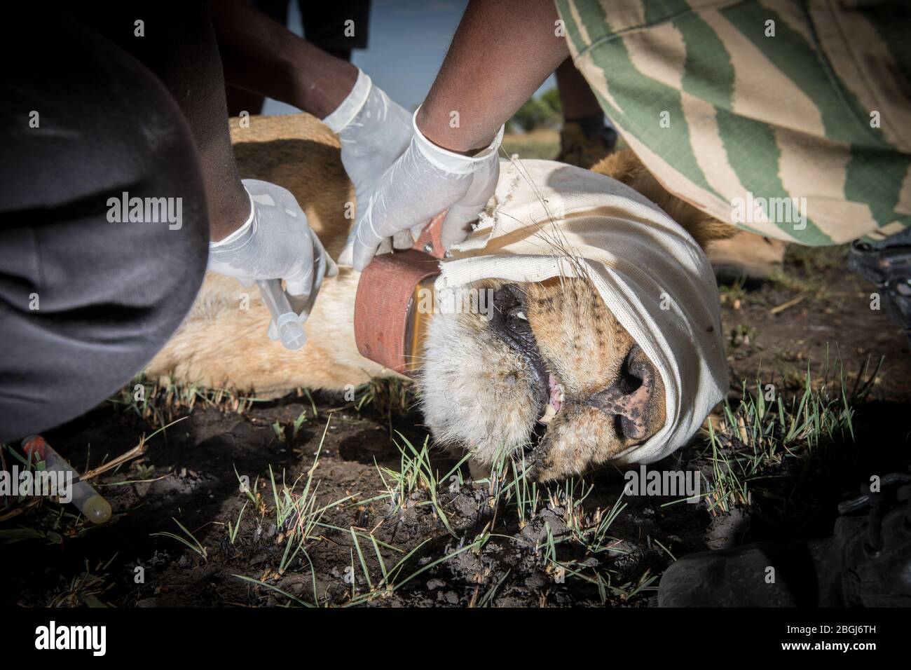 Nelle pianure di Busanga, una destinazione esclusiva del safari nel Parco Nazionale di Kafue, Nord-Occidentale, Zambia vets si occupi di una leonness africana, Panthera leo. Foto Stock