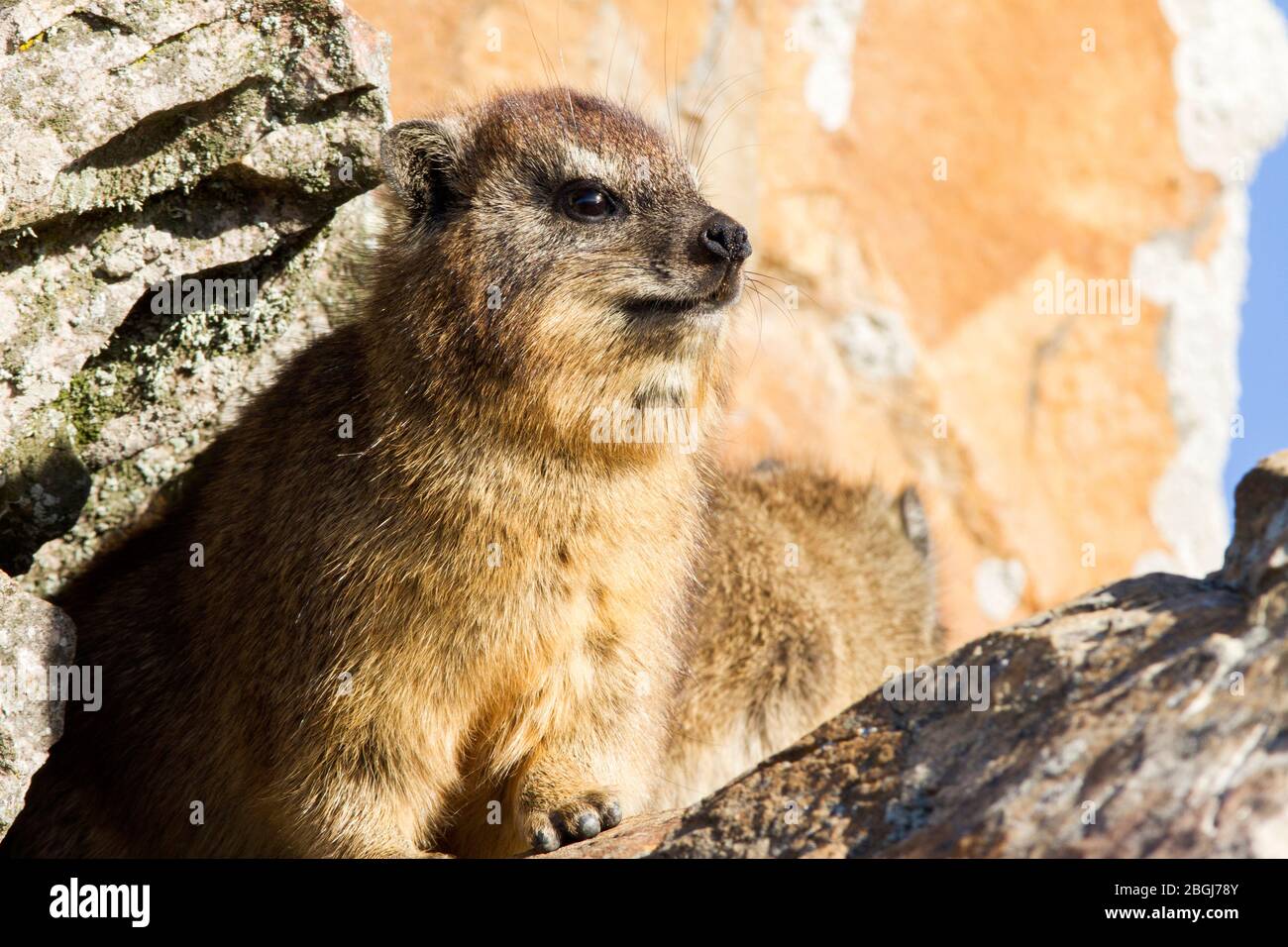 Dassie o Hyrax rock alla ricerca di cibo in bidone, hermanus, Sud africa Foto Stock