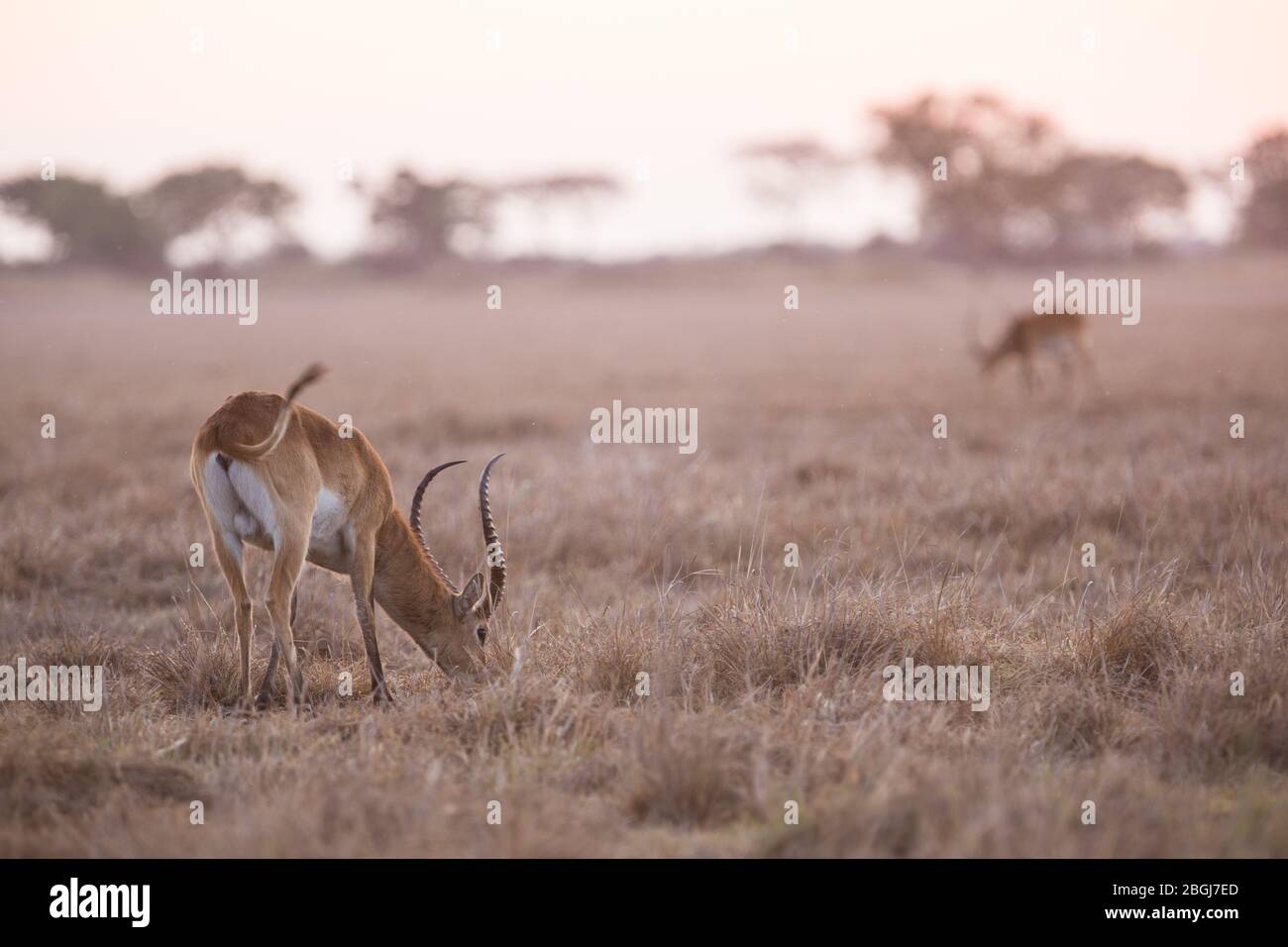 Busanga Plains, destinazione esclusiva safari nel Parco Nazionale di Kafue, Nord-Occidentale, Zambia, è dove abbondanti mandrie di lechwe, Kobus leche pascolare. Foto Stock