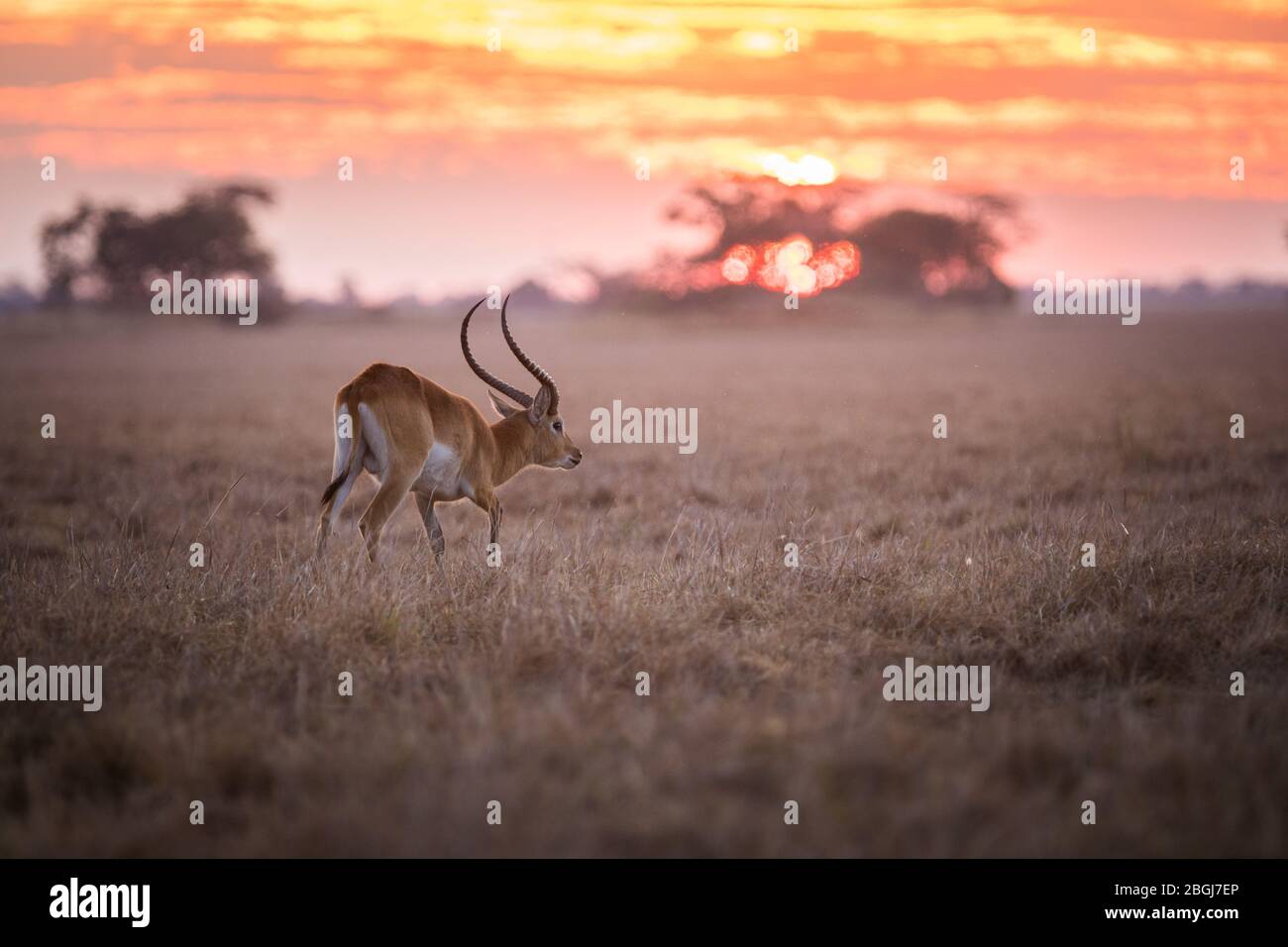 Busanga Plains, destinazione esclusiva safari nel Parco Nazionale di Kafue, Nord-Occidentale, Zambia, è dove abbondanti mandrie di lechwe, Kobus leche pascolare. Foto Stock