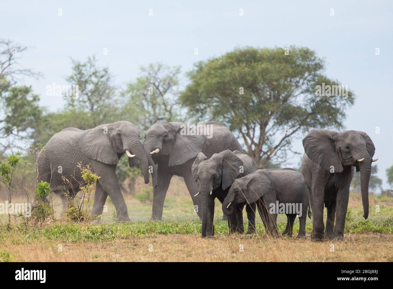 Busanga Plains, una destinazione esclusiva per safari nel Parco Nazionale di Kafue, Nord Ovest, Zambia, sede di mandrie di elefanti africani, Loxodonta africana. Foto Stock