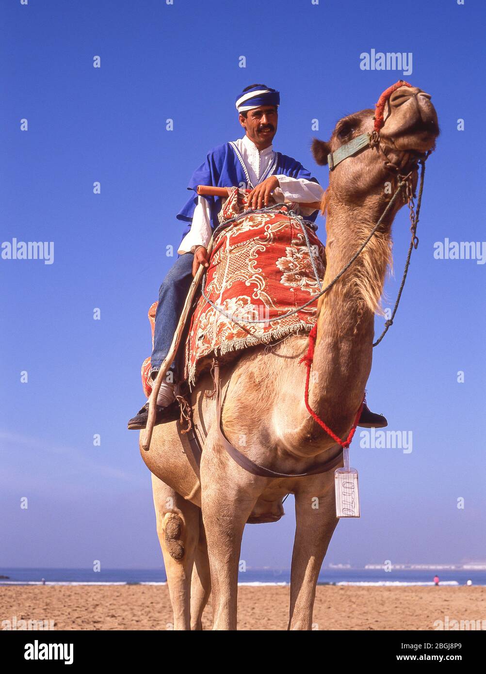 Autista di cammello sulla spiaggia di Agadir, Agadir, regione di Souss-massa-Draâ, Marocco Foto Stock