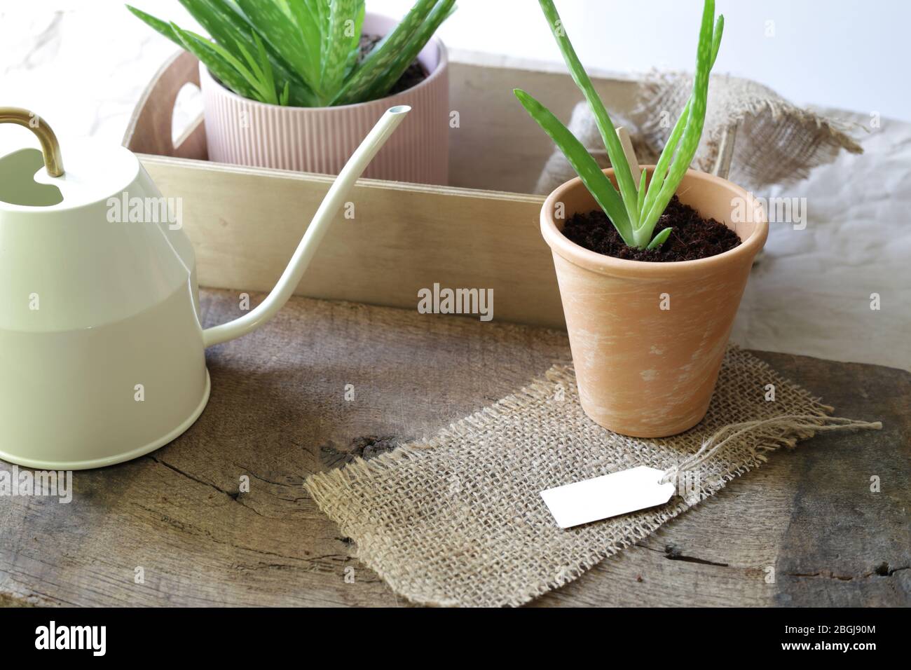 Concetto di propagazione di pianta. Pianta che cresce. Impianto in vaso, accessori da giardino su sfondo legno con tela Foto Stock