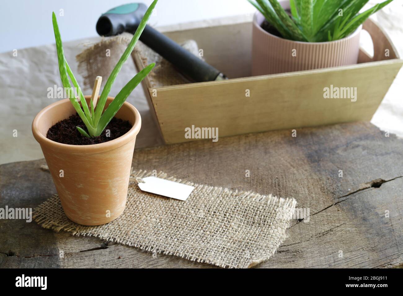 Concetto di propagazione di pianta. Pianta che cresce. Impianto in vaso, accessori da giardino su sfondo legno con tela Foto Stock