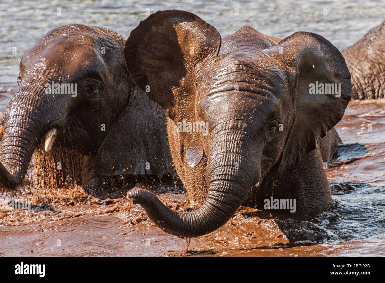 Un elefante africano in un buco d'acqua Foto Stock