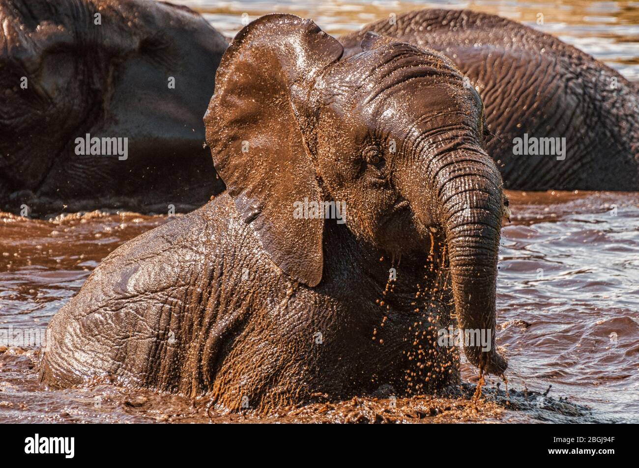 Un elefante africano in un buco d'acqua Foto Stock