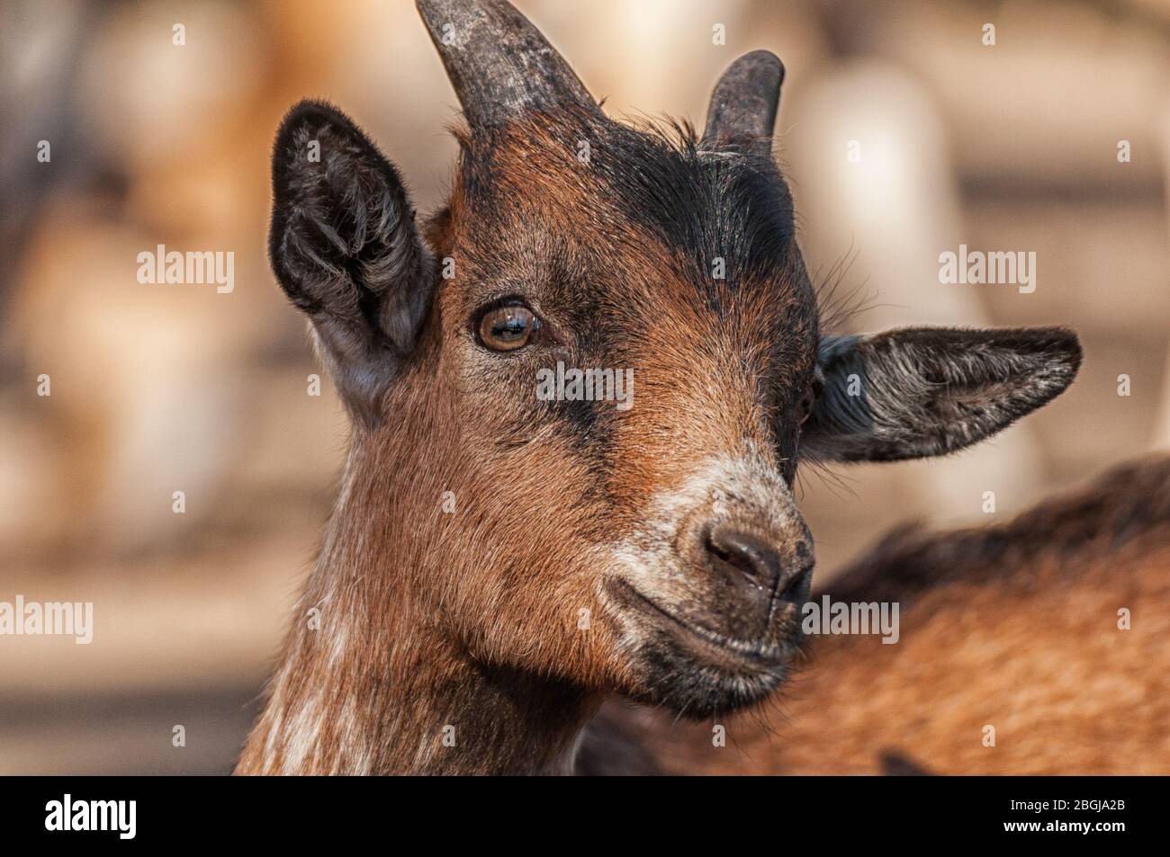 Primo piano della testa di una capra domestica Foto Stock
