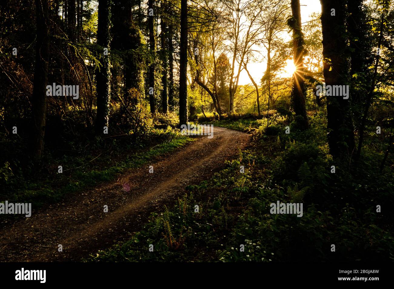 Un bosco soleggiato in primavera con campanili e fiori di prato Foto Stock