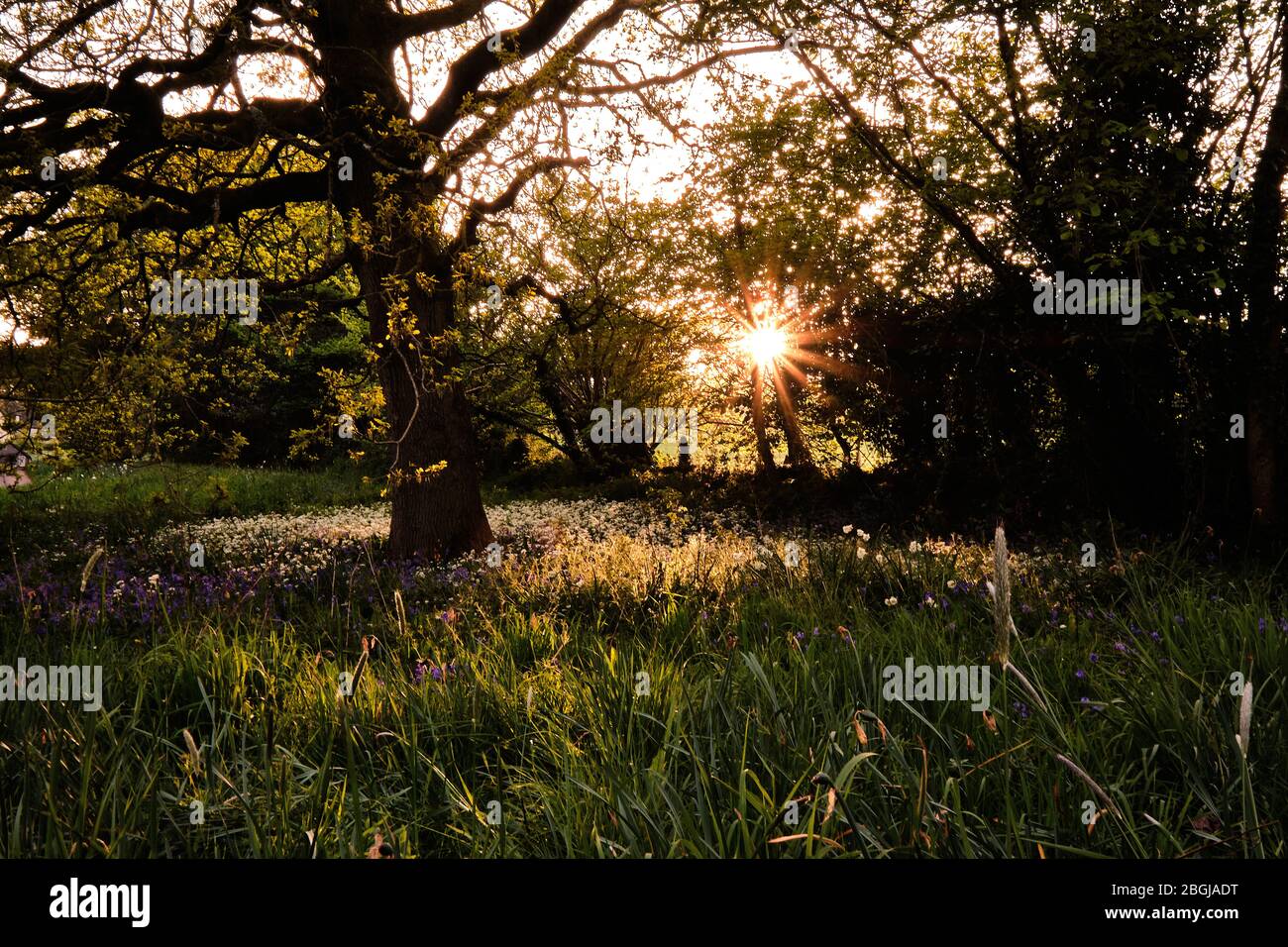 Un bosco soleggiato in primavera con campanili e fiori di prato Foto Stock