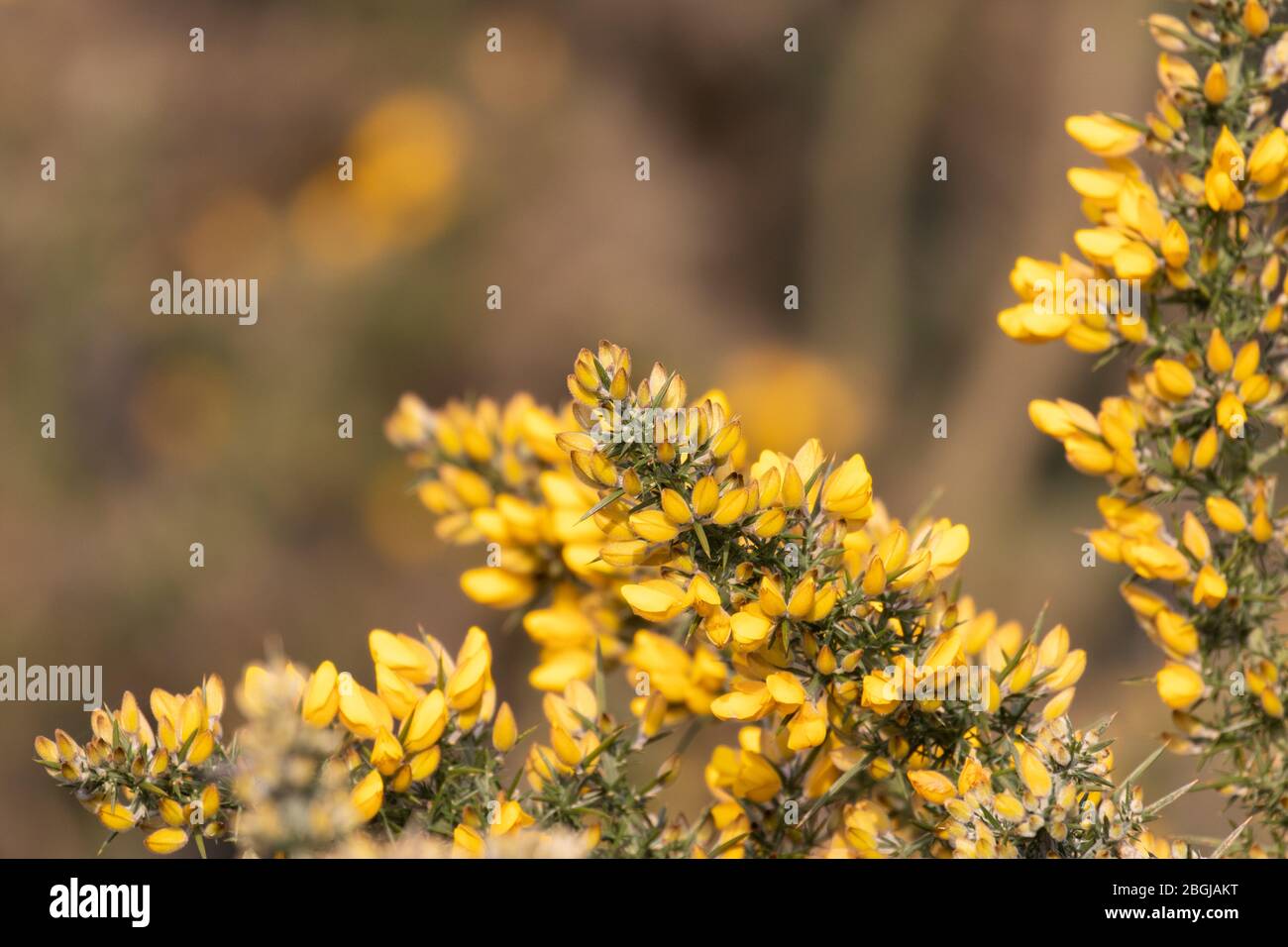Fiori di gola gialli e vivaci al sole di primavera Foto Stock