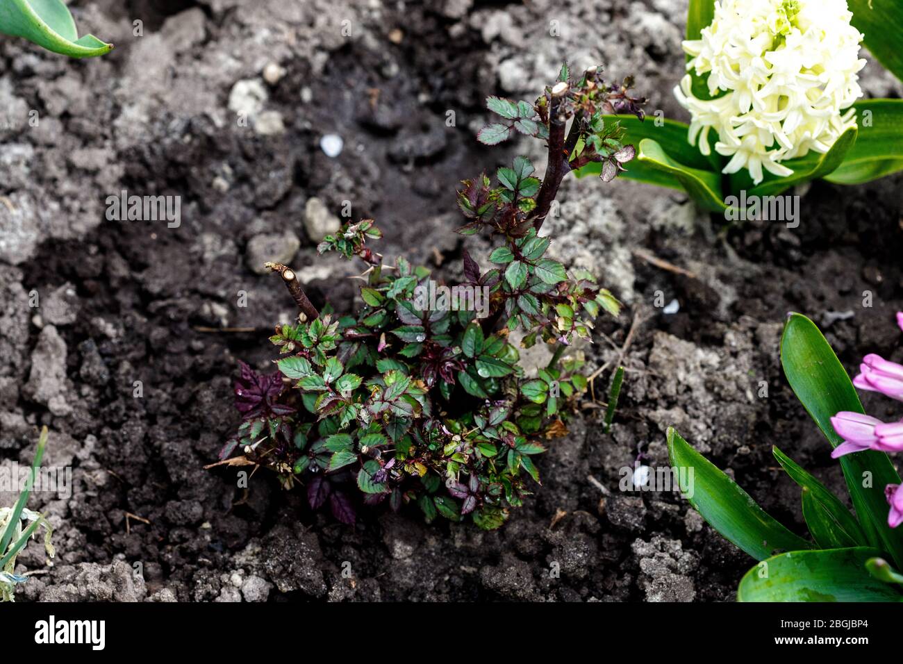 Annaffiatura e concimazione giovani germogli di rose Jamelia Foto Stock