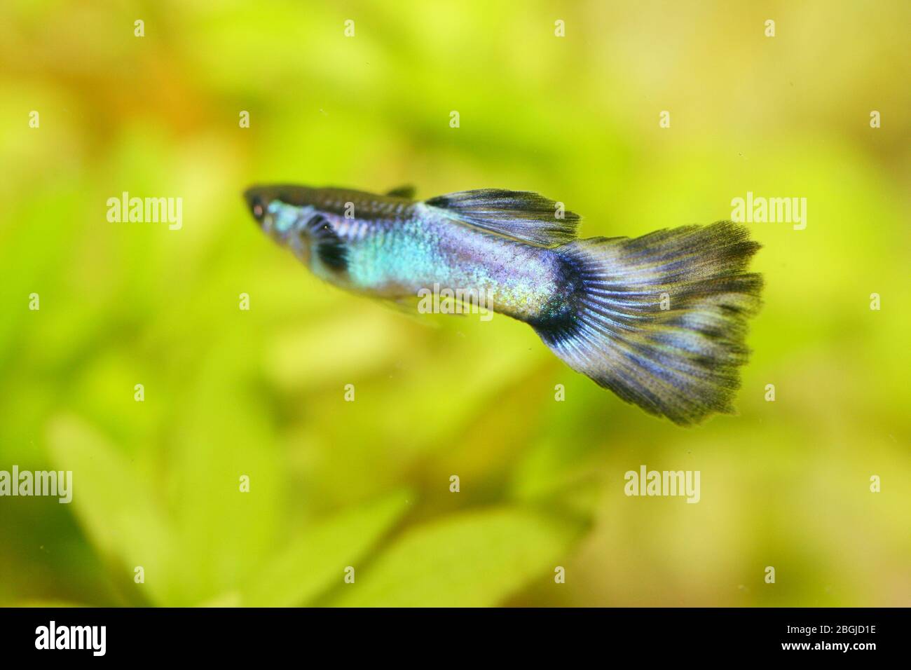 Un maschio guppy (Poecilia reticulata), un popolare acquario di acqua dolce pesce Ein männlicher Guppy, (Poecilia reticulata) ein beliebter Süßwasser-Aquarienfis Foto Stock