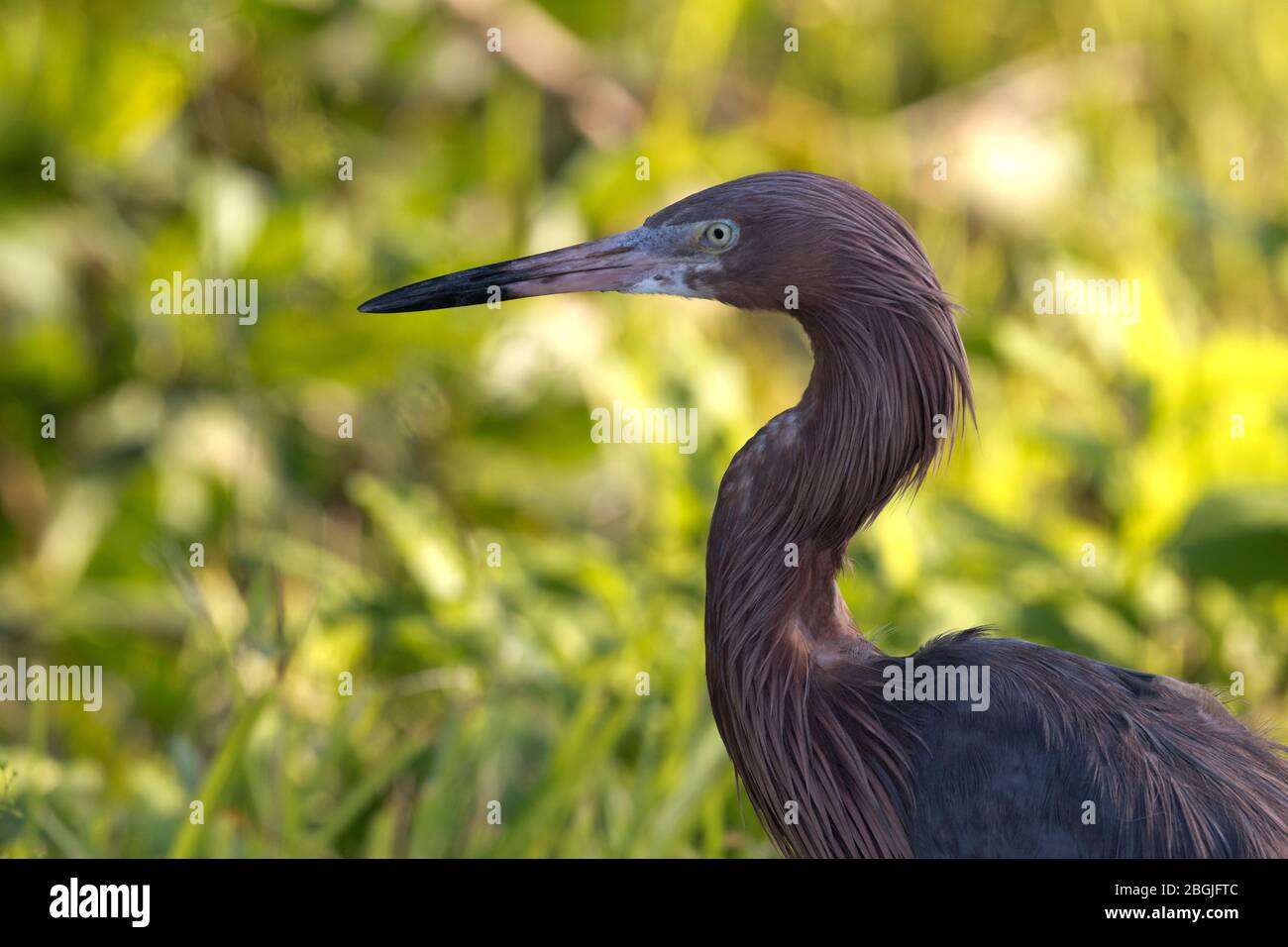 Egretta rossastra in primo piano con il verde bokeh dietro al Ding Darling National Wildlife Refuge sull'isola di Sanibel in Florida Foto Stock