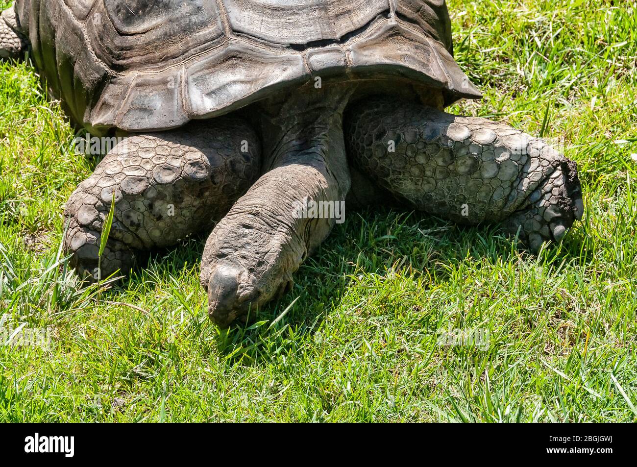 Primo piano di Aldabra Tartoise su erba Foto Stock