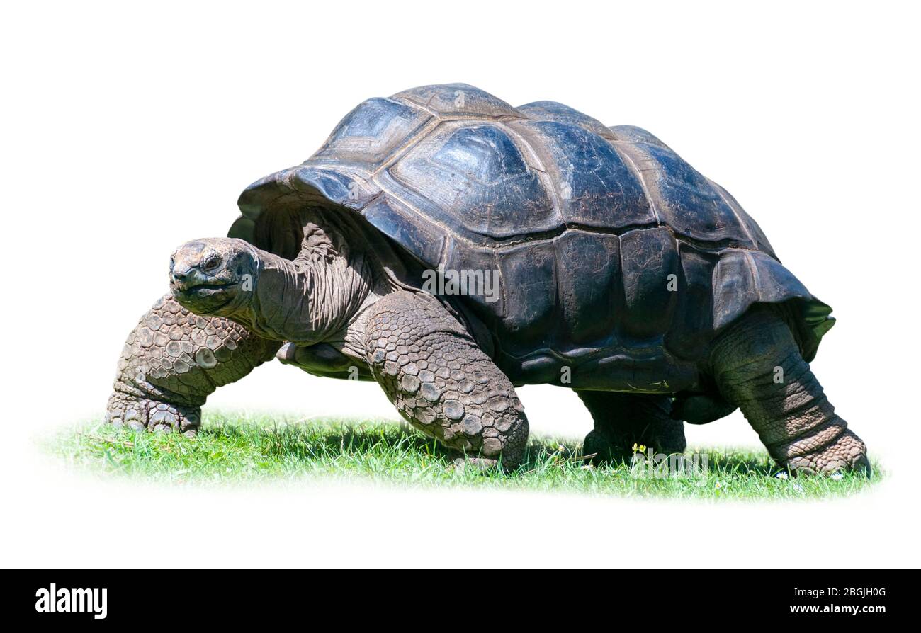 Primo piano di Aldabra Tartoise isolato su sfondo bianco. Foto Stock