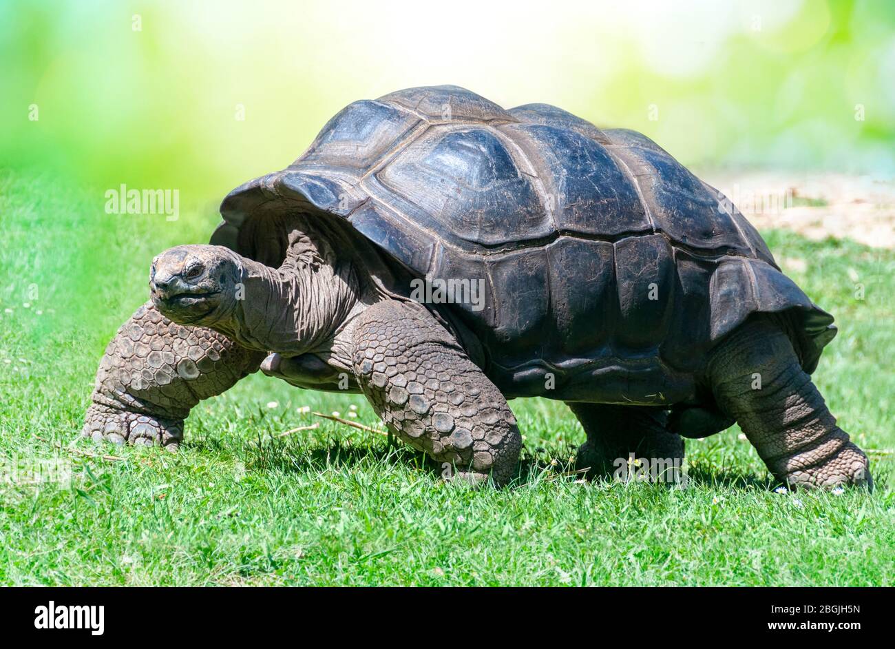 Primo piano di Aldabra Tartoise su erba Foto Stock