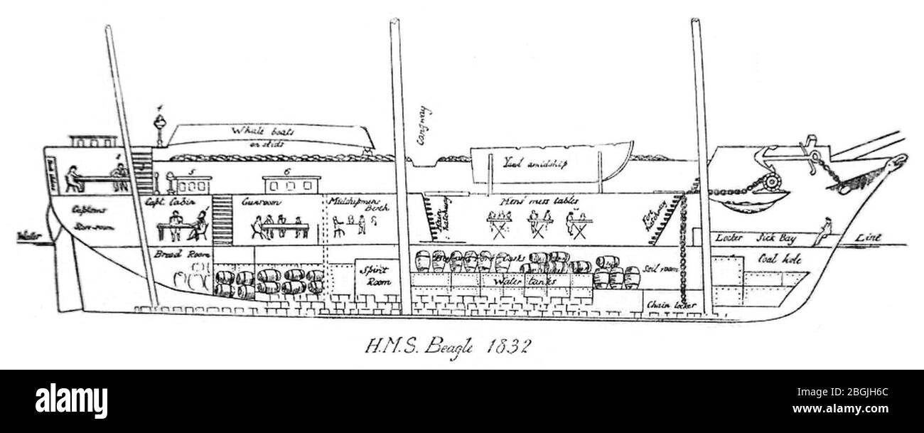 HMS Beagle 1832 sezione longitudinale più grande. Foto Stock