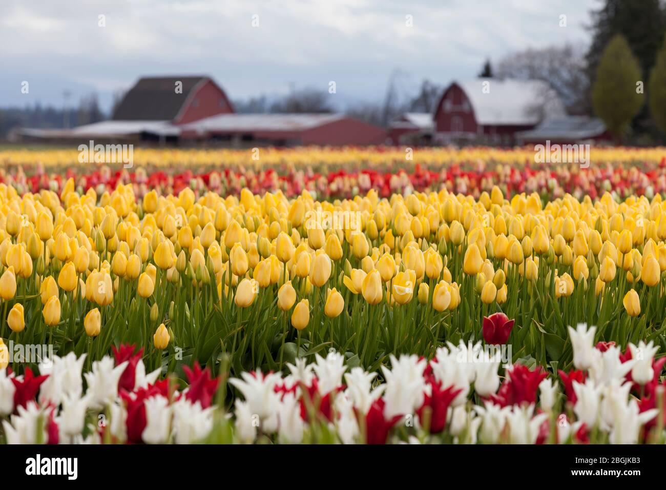 File di tulipani colorati in fiore presso la fattoria di Tulip Town nella Skagit Valley di Washington domenica 19 aprile 2020. Foto Stock