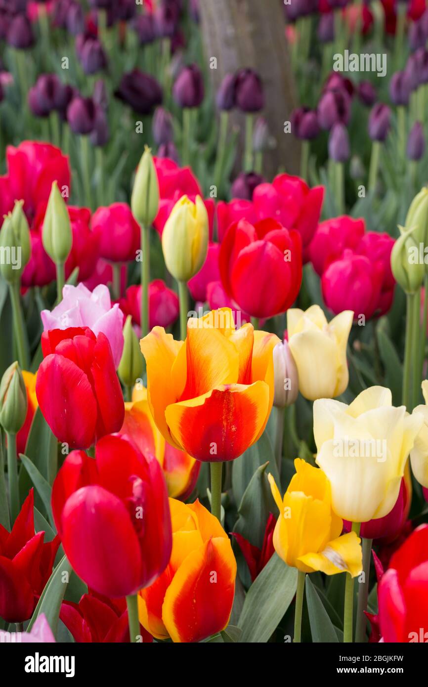 Tulipani multicolore in fiore presso la fattoria di Tulip Town nella Skagit Valley di Washington domenica 19 aprile 2020. Foto Stock