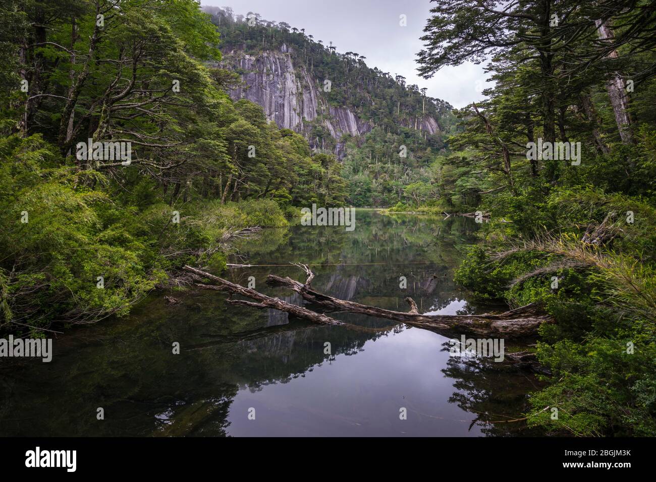 Laguna circondata da una foresta nel Parco Nazionale di Huerquehue, Cile Foto Stock