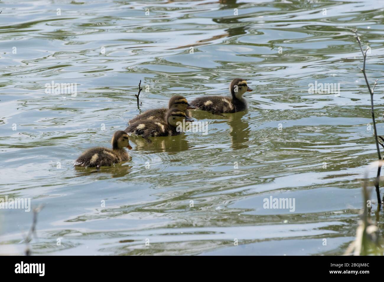 Un quartetto di quattro, carino, fuzzy, copre anatroccoli Mallard che nuotano insieme attraverso la superficie di un lago in un pomeriggio di primavera soleggiato. Foto Stock