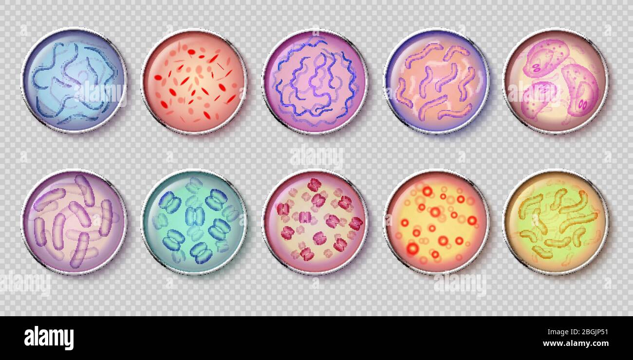 Batteriologia gram negativo batteri coltura e penicillina muschio in vetreria Petri, vista dall'alto. Set vettoriale di batterio, microbi microbiologici, cellule germinali, illustrazione di infezione microbica Illustrazione Vettoriale