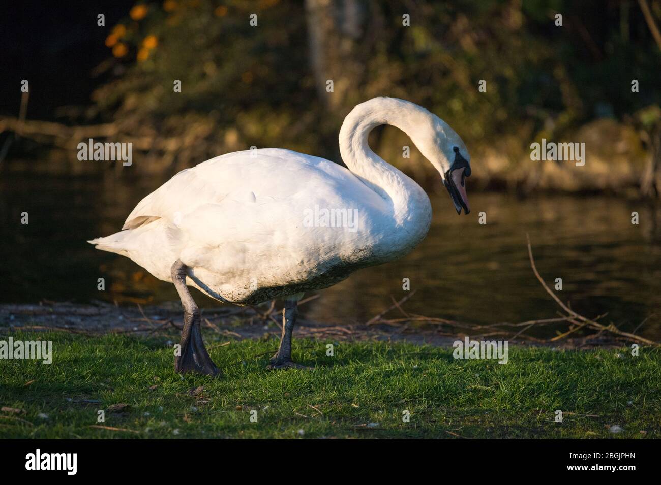 Glasgow, Regno Unito. 21 Apr 2020. Nella foto: Le piume bianche brillanti dei cigni riflettono i colori dorati del sole che tramonta, facendoli diventare un colore oro caldo. Credit: Colin Fisher/Alamy Live News Foto Stock