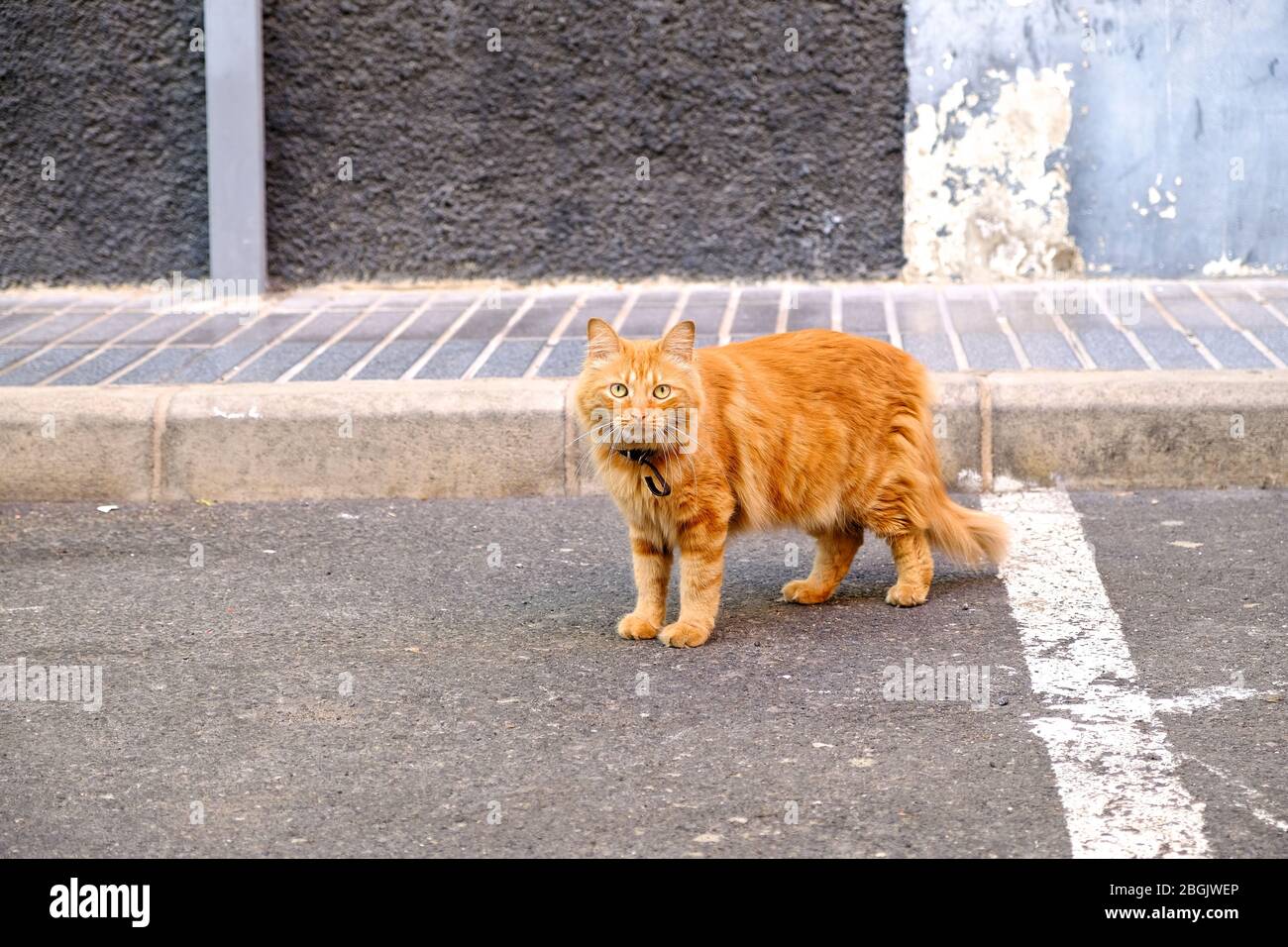 Gatto rosso tabby in strada. Foto Stock