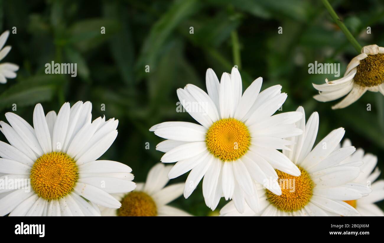 Primo piano di fiori bianchi a forma di sole nel giardino Foto Stock
